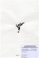 藏品(三角翼枝藻)的圖片